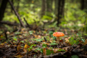 Amanita muscaria aka Fly Agaric mushroom growing in the forest.