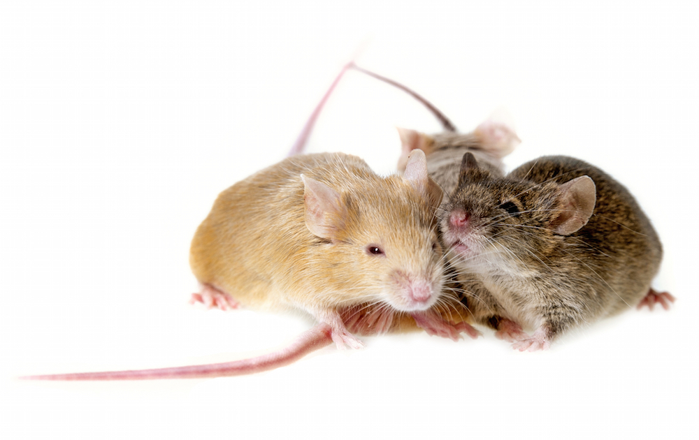 three mice on a white background