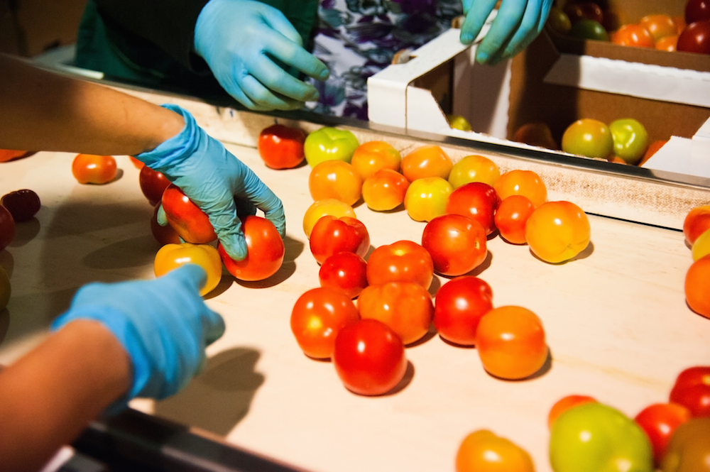 Red tomatoes at a vegetable processing factory.