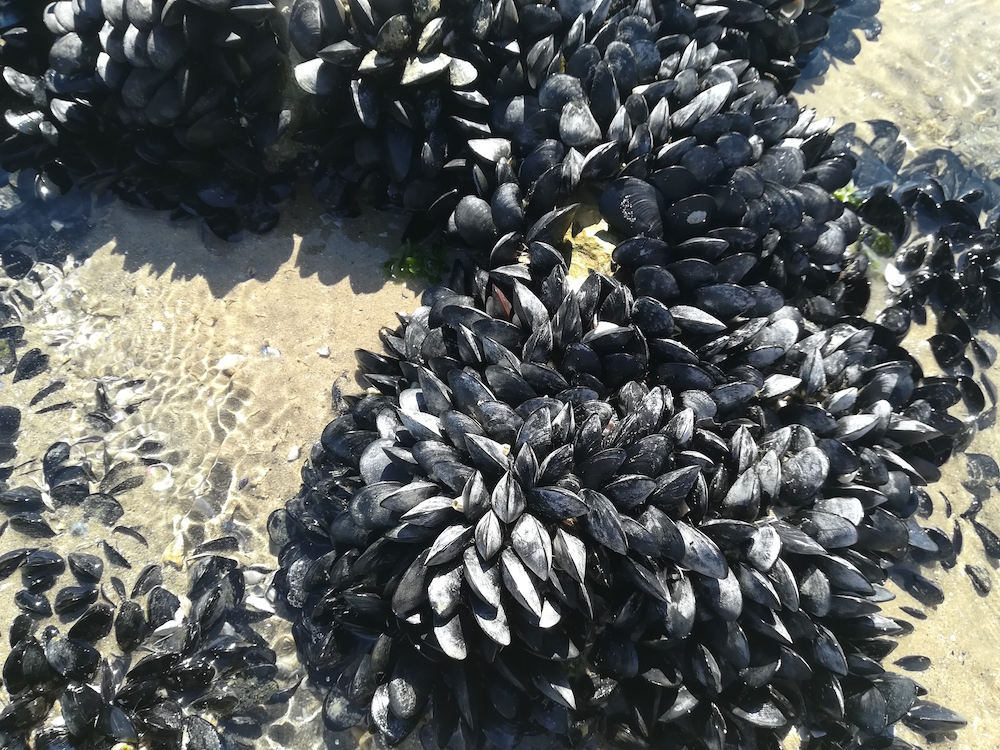 mussels attached to a rock
