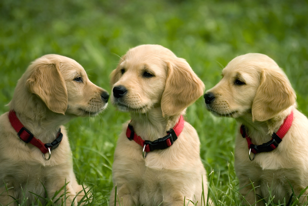 Three golden retriever puppies