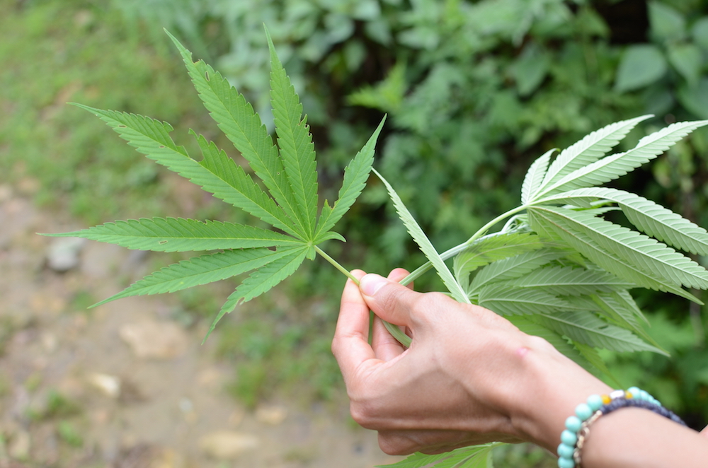 Female hand holding a big cannabis marijuana plant