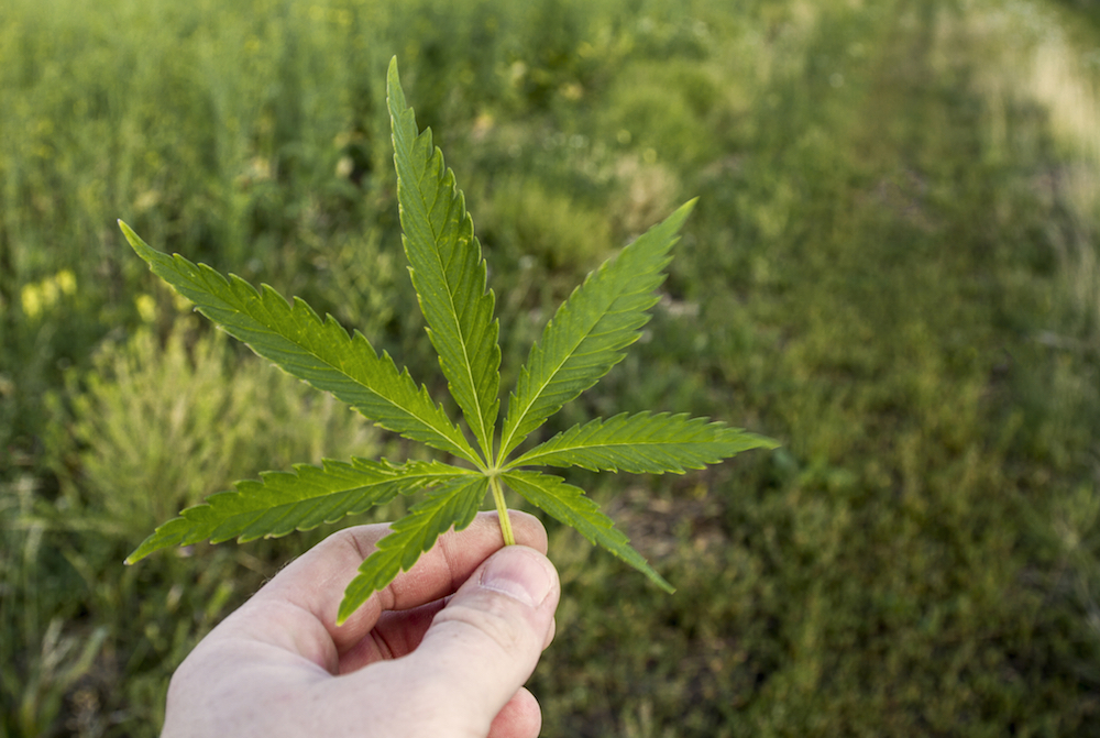 Green cannabis leaf in hand.