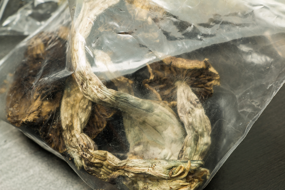 psilocybin mushrooms