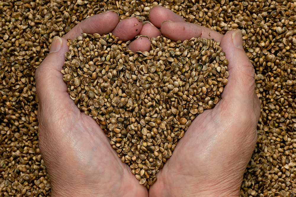 hands holding hemp seeds in the shape of a heart