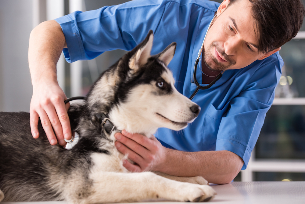 Veterinarian giving care to a pet