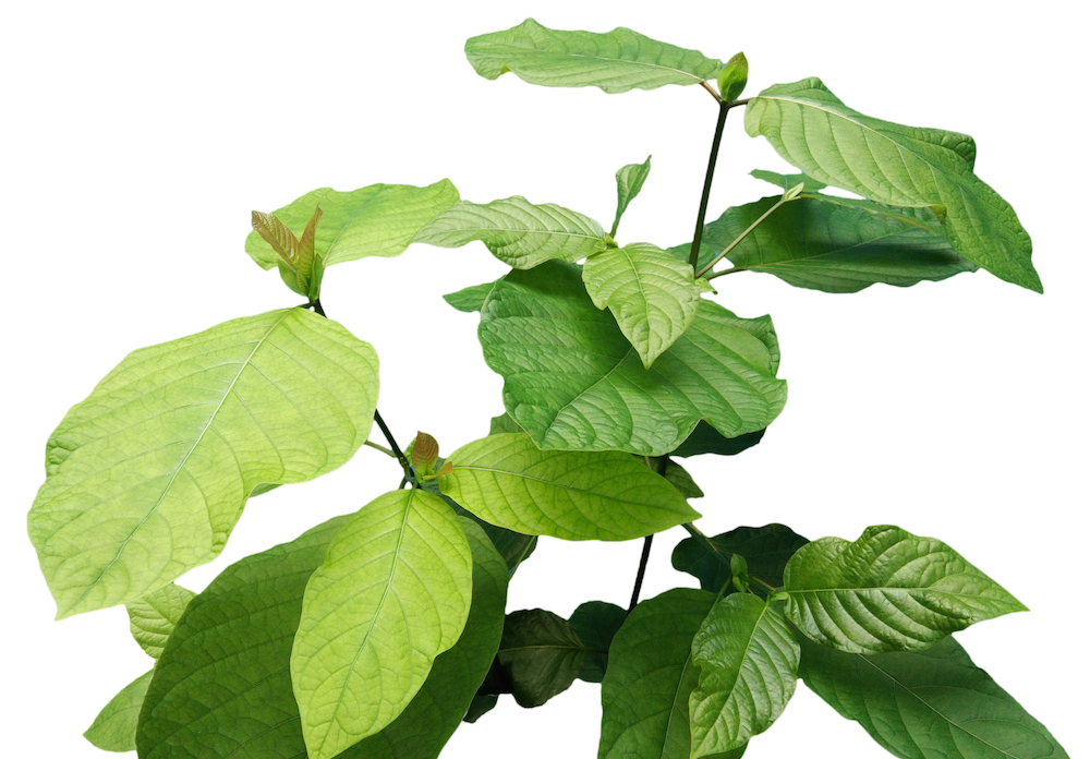 kratom plant