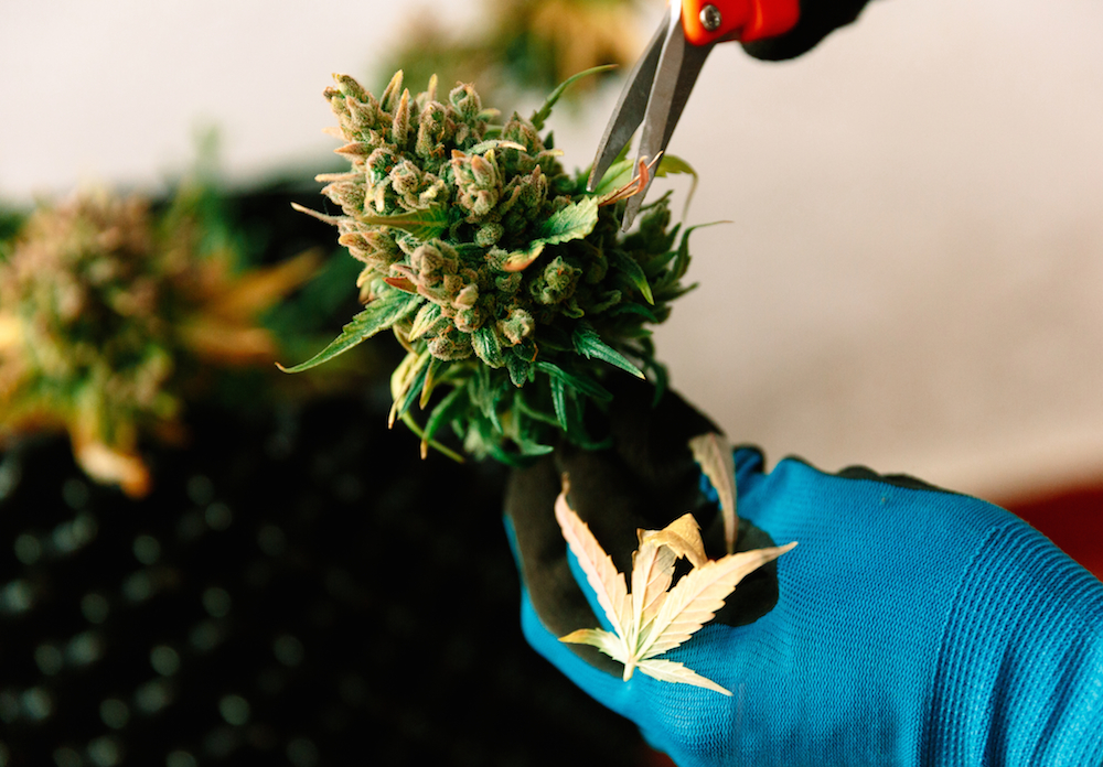 cutting cannabis buds