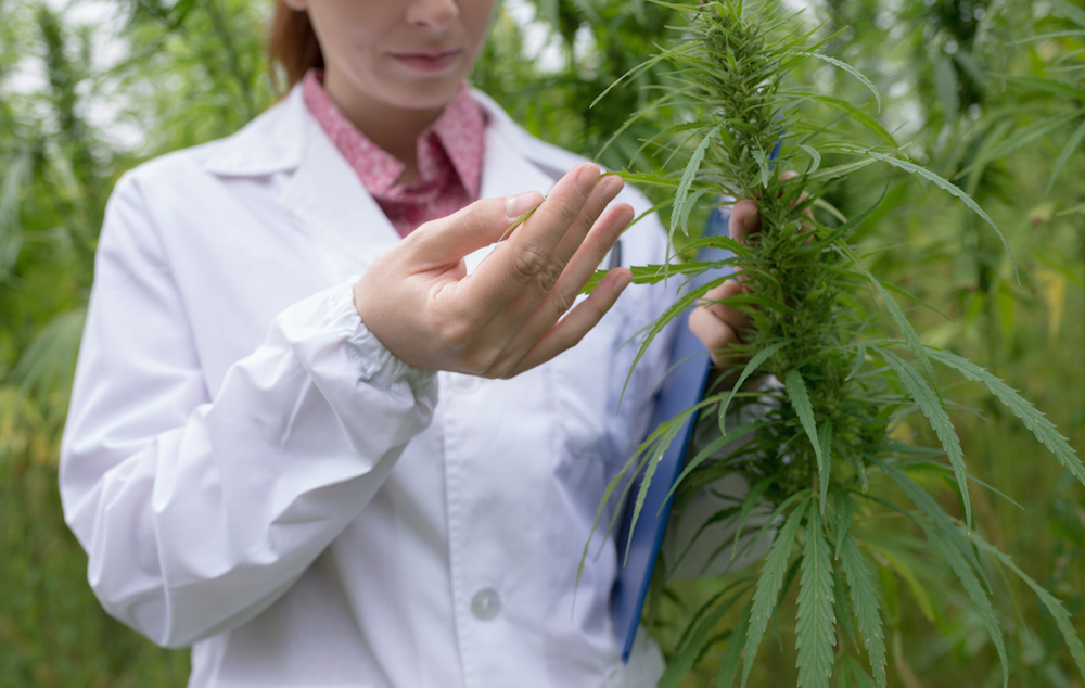doctor examining marijuana plant