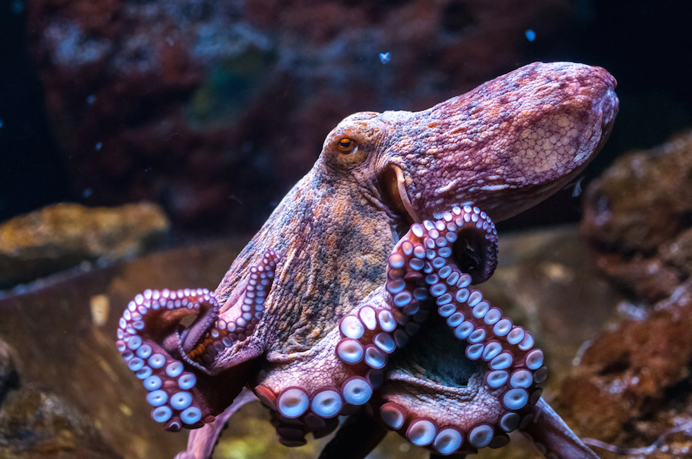 an octopus underwater