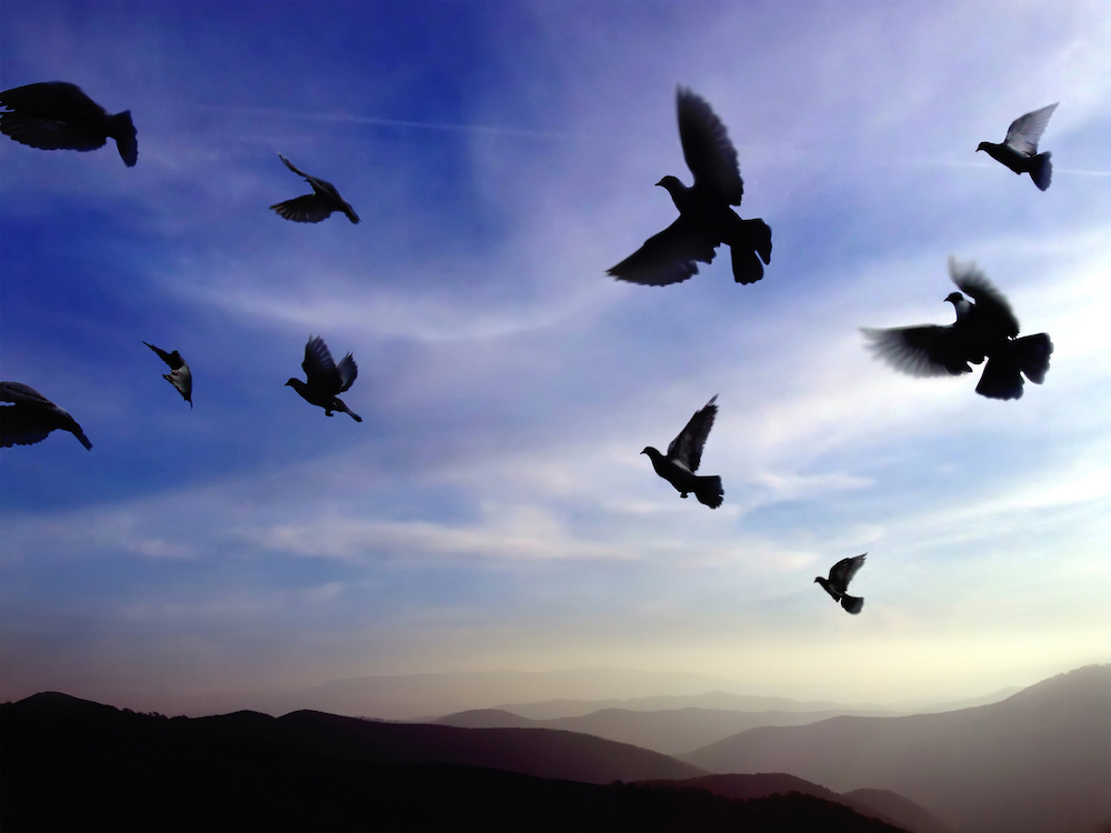 birds flying in the sky