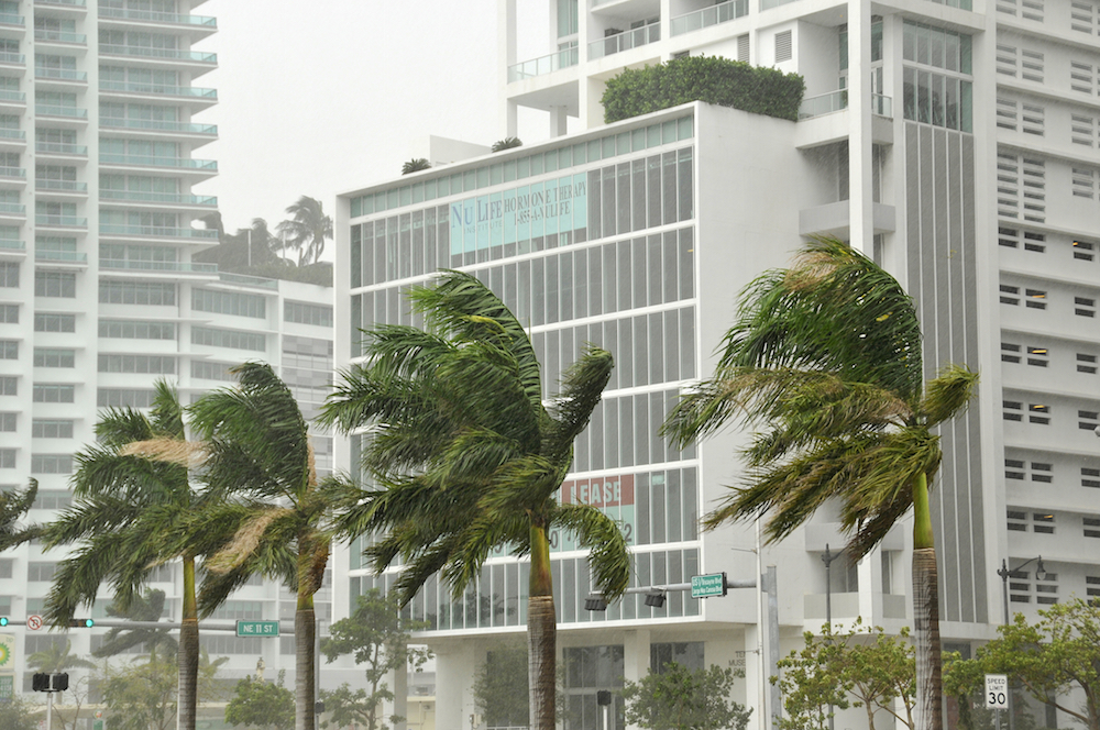 buildings and palm trees in the midst of a hurricane in Florida