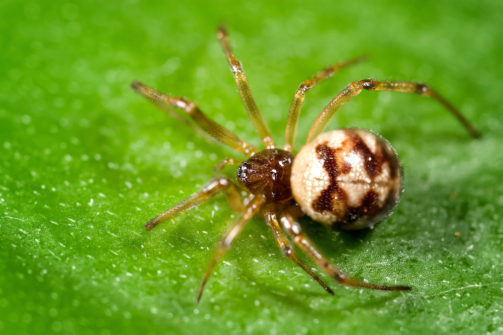 dreamstime_m_5554612