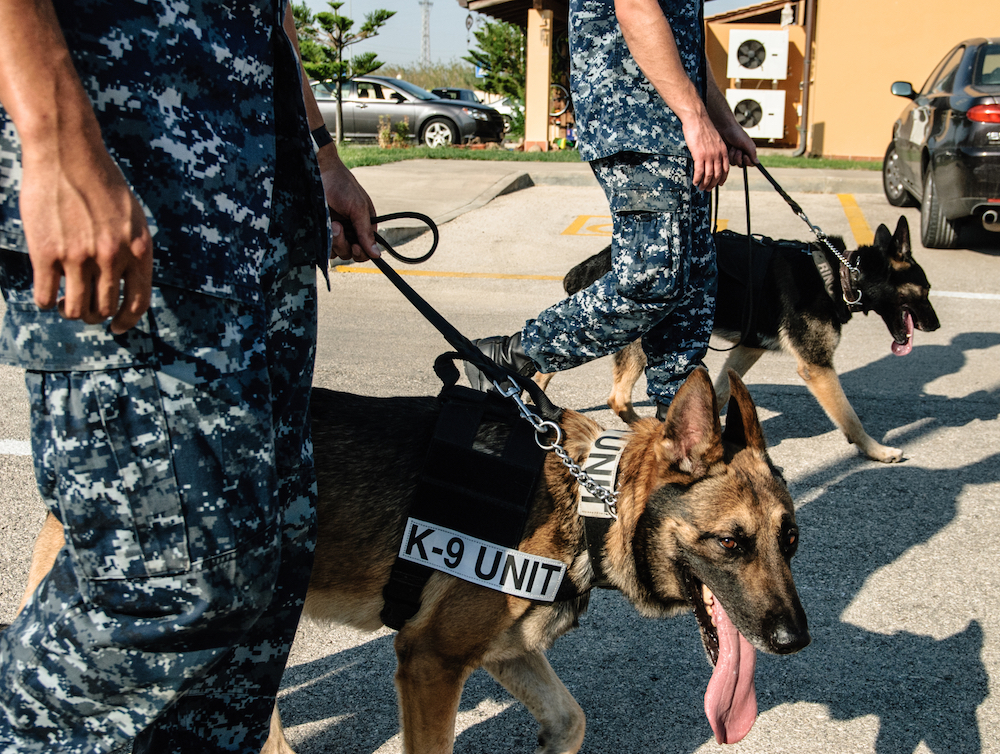 marijuana-trained drug-sniffing dogs being led by servicemen