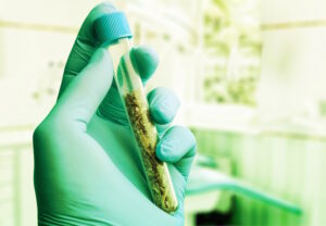 scientist holding a vial of cannabis to research the potency of the strain