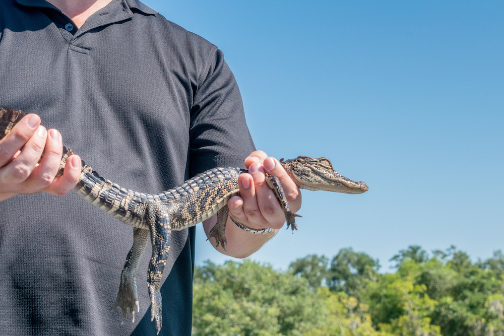 man holding an emotional support alligator