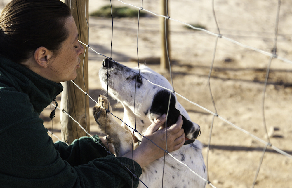 person playing with a hero pup