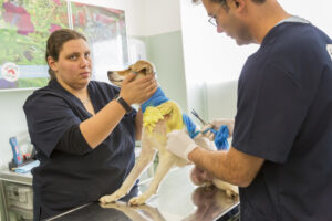 Are Pet Prescriptions Contributing To The Opioid Crisis?