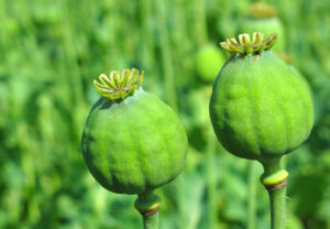 farmers rely on opium poppies