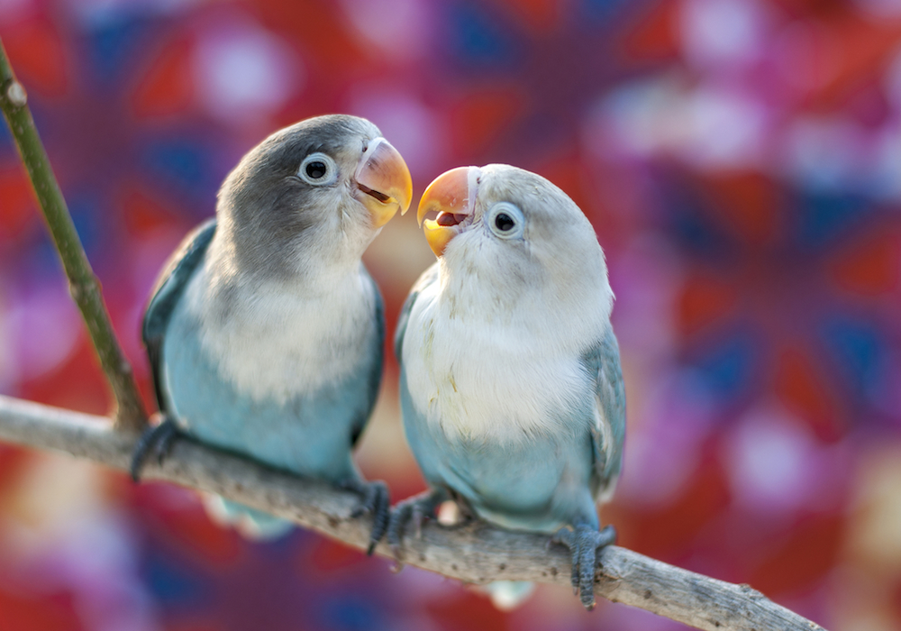 valentine's day love addiction