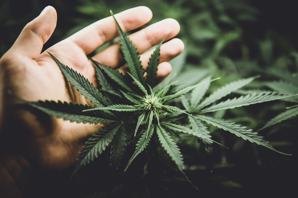 man palming a marijuana plant