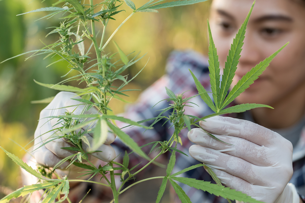 scientist holding a hemp plant.