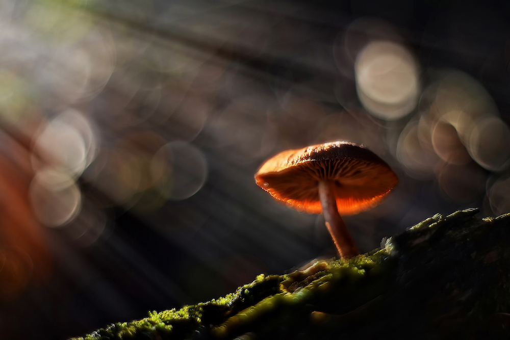 the psychedelic drug psilocybin