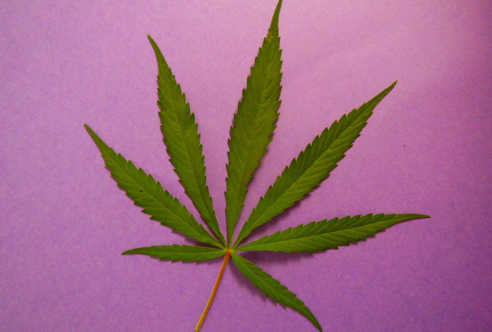 nyc may limit job applicant drug testing