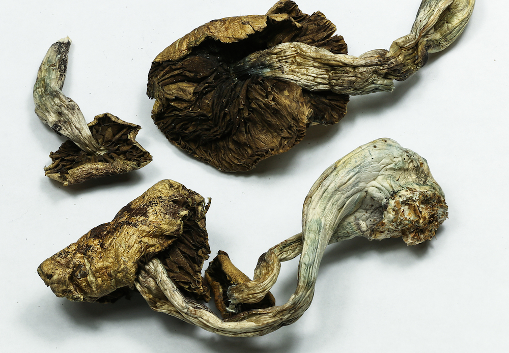 magic mushrooms