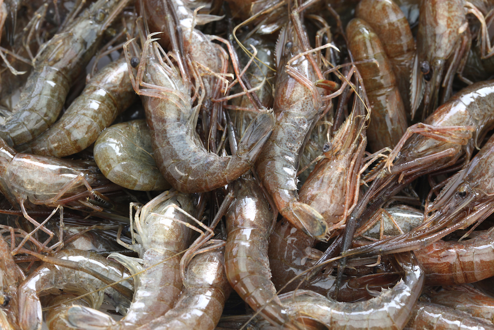drugs traces detected in shrimp