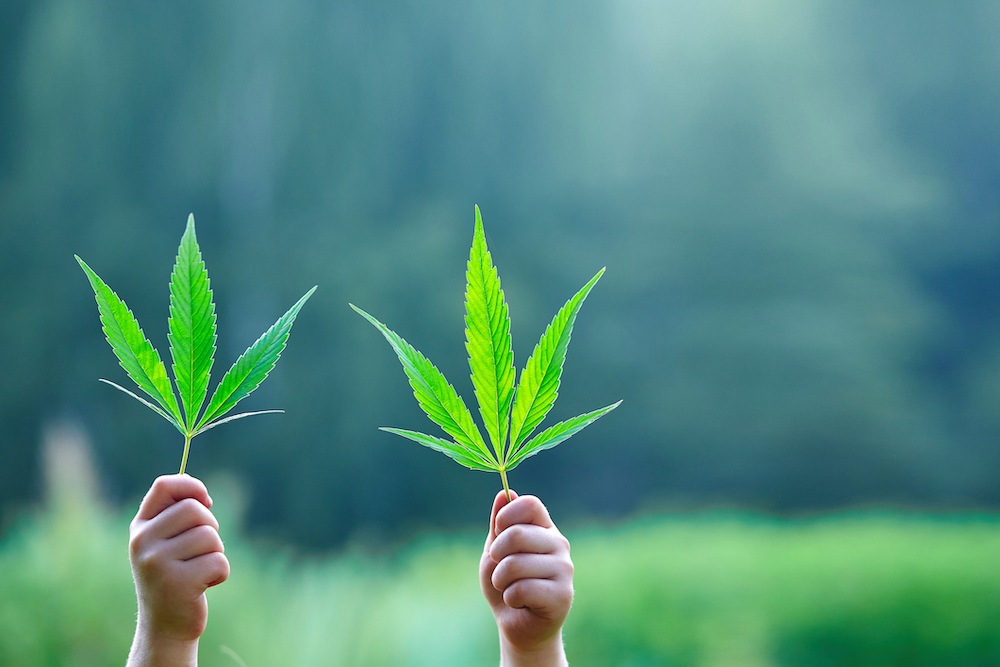 Hands holding marijuana leaves in support of marijuana legalization in New York, New Jersey
