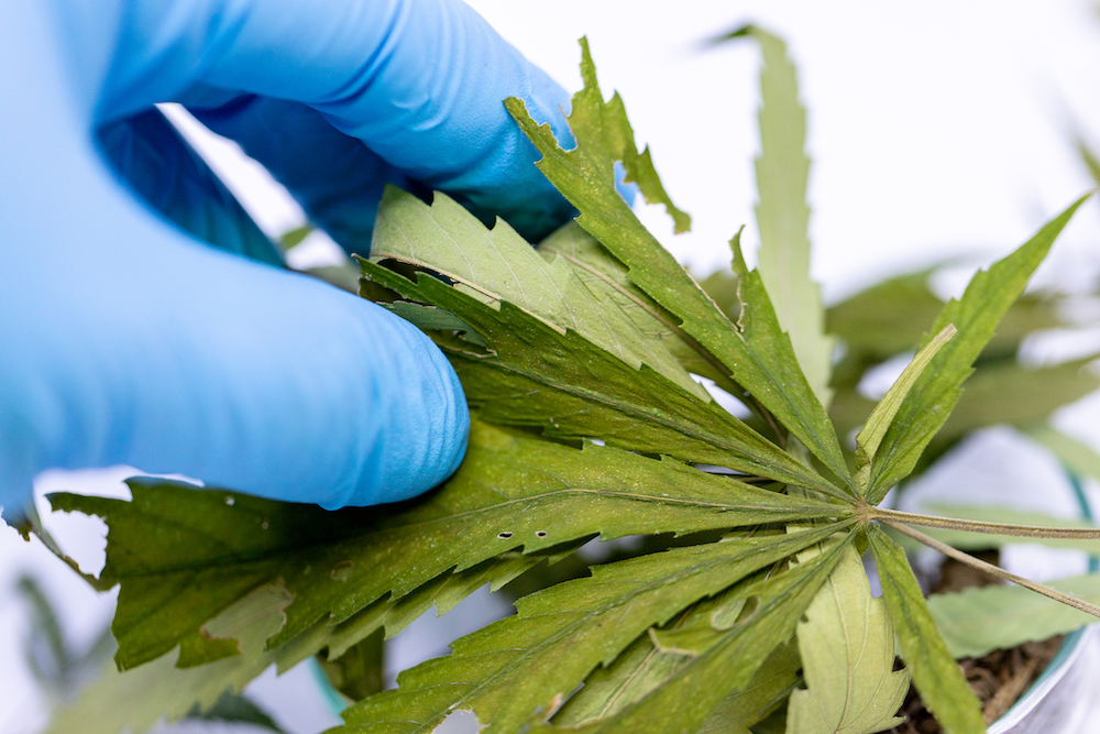 Coroner examining marijuana leaves
