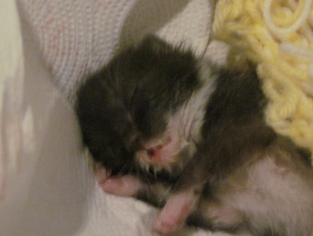 A Newborn Kitten, 12 Steps, and One Night of Fatherhood A newborn kitten, cared for by a surrogate father in AA