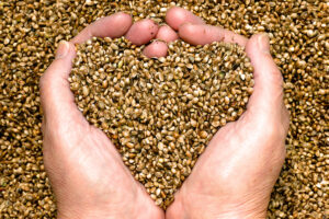 person holding handful of hemp seeds