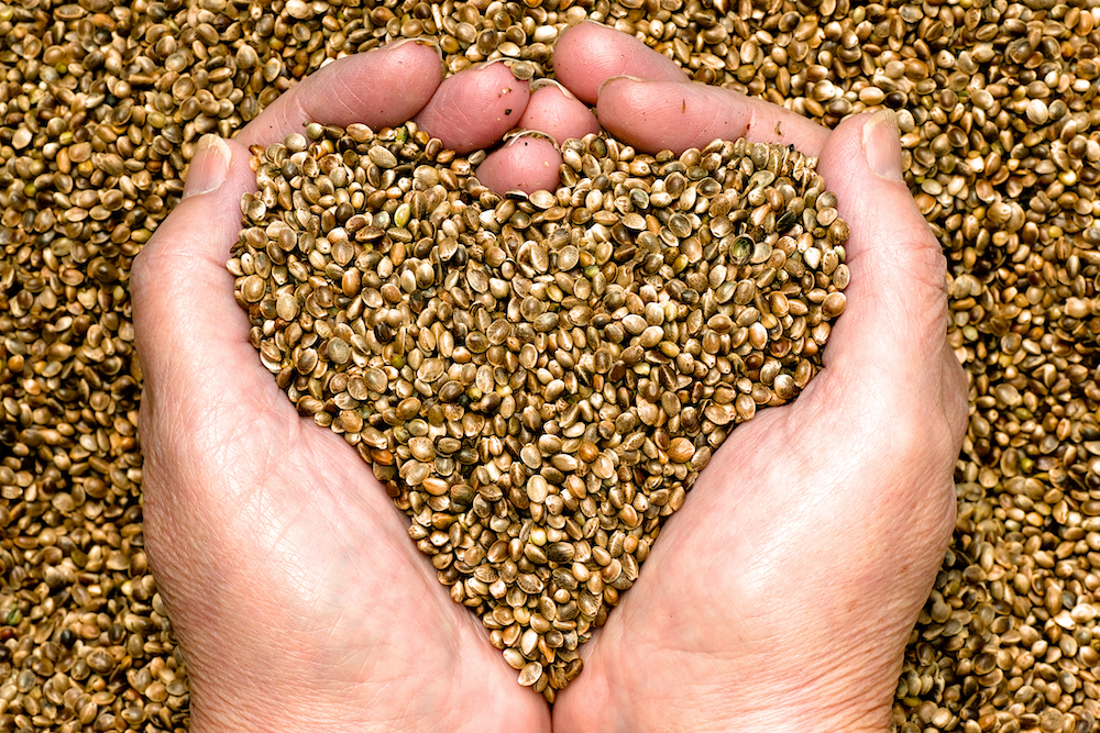 person holding handful of hemp seeds