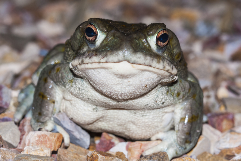 Colorado river toad, Incilius alvarius